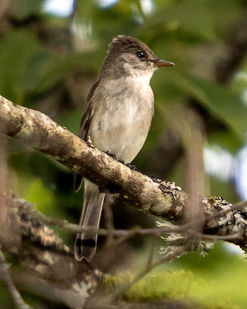 Western Wood-Pewee